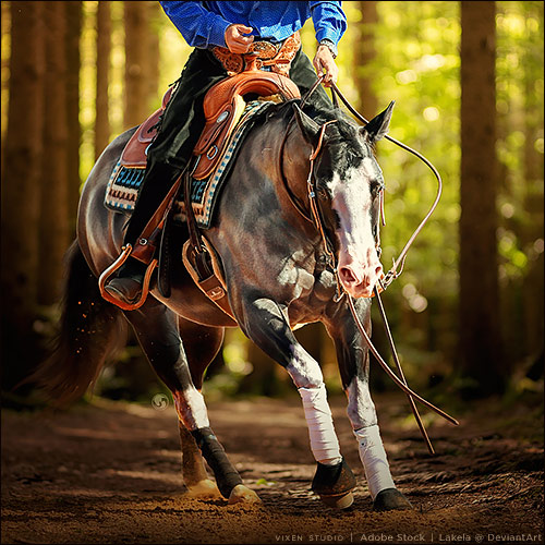 https://horseeden.com/horse.php?id=20485537